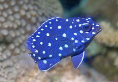 a blue fish with white dots on it's body swimming in an aquarium tank