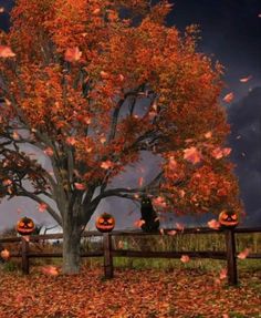 a tree with pumpkins on it in front of a fence and sky filled with clouds