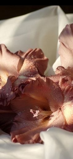 pink flowers with water droplets on them sitting in a white paper bag, close up