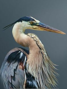 a close up of a bird with very long feathers