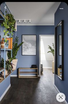 a room with blue walls and wooden flooring is shown in this image, there are plants on the shelves