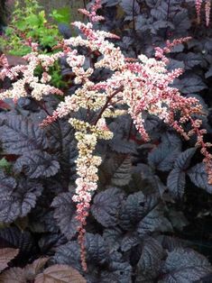 some white and pink flowers are in the middle of purple plants with green leaves around them