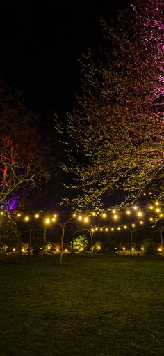 the trees are lit up at night with colorful lights in the sky and on the ground