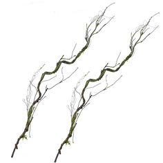 two branches with green stems are shown against a white background