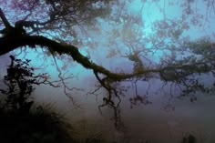 a tree branch with moss growing on it in the fog