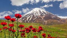 red flowers are in the foreground with a snow - capped mountain in the background