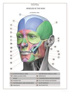 the muscles of the head and neck are shown in this diagram, with labels on each side