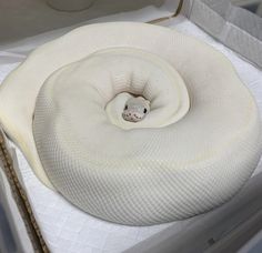 a large white snake curled up in a box