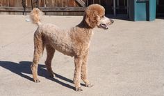 a brown poodle standing on top of a cement ground