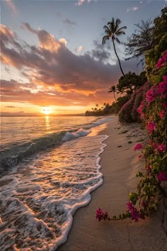 the sun is setting over the ocean with pink flowers growing on the shore and waves coming in