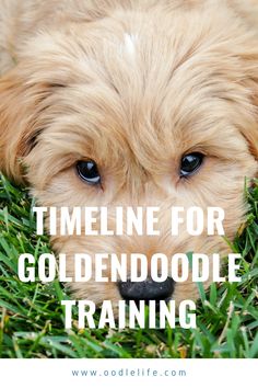 a puppy laying in the grass with text overlay that reads, time line for goldendoodle training