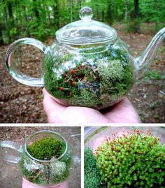 a hand holding a glass tea pot filled with moss