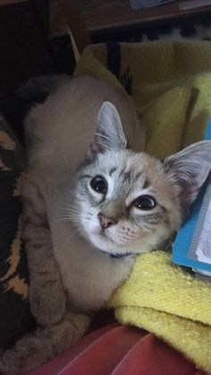 a cat laying on top of a yellow blanket