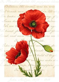 two red poppies with green leaves on a beige and white background, in an old - fashioned style