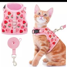 an orange cat wearing a pink harness with strawberrys on it and leash attached to the collar