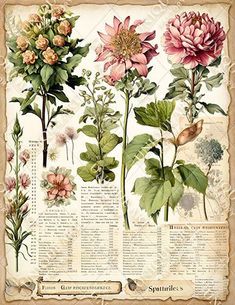 an old poster with flowers and leaves on it's side, including pink roses