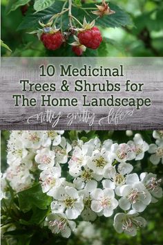 some white flowers and green leaves with the words 10 medical trees & shrubs for the home landscape