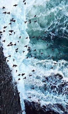 a flock of birds flying over the ocean next to an ocean cliff with crashing waves