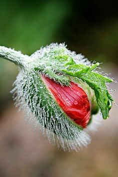 a red flower bud with green leaves and water droplets on it's petals in the foreground