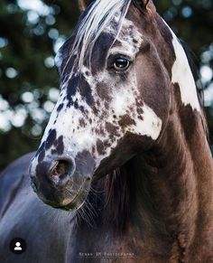 a brown and white horse standing in front of some green trees with its head turned to the side