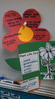 a bulletin board with flowers and plant life cycle written on the back side, along with notes about different types of plants