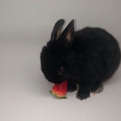 a black rabbit eating a strawberry on a white surface