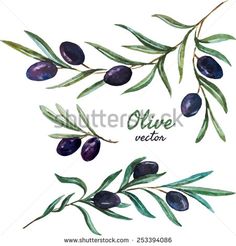 an olive branch with green leaves and purple berries on it, painted in watercolor