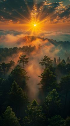 the sun is shining through the clouds in the forest with trees on both sides and fog covering the ground