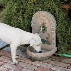 a white dog standing next to a water fountain