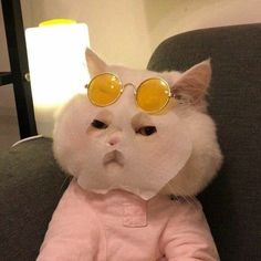 a white cat wearing yellow sunglasses on top of it's head sitting on a couch