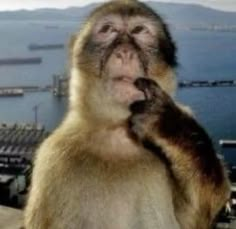 a monkey sitting on top of a wooden table next to the ocean with its mouth open