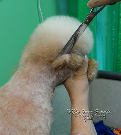 Pet Grooming: The Good, The Bad, & The Furry: Scissoring a Poodle Topknot... Grooming Style, Dog Cuts, Dog Exercise