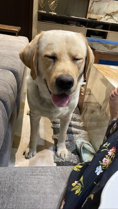 a dog is sitting on the floor next to a woman's legs and feet