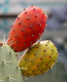 two red and green cactus plants on top of each other