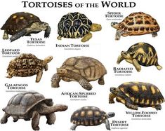 the tortoises of the world