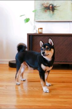 7 Dogs That Look Like Shiba Inu Shiba Inu Puppy Black, Black Shiba Inu Dog, Black Noses, Korean Jindo, Black Shiba, Funny Shiba, Dog Foto, Red Coats, Finnish Spitz