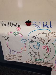 a sign with food chains written on it in front of a whiteboard that says food chain