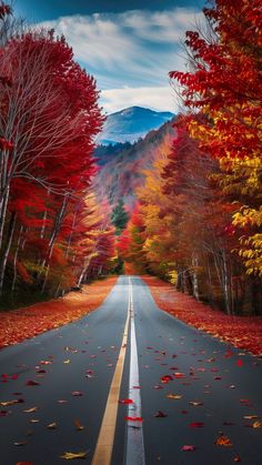 an empty road surrounded by colorful trees and leaves