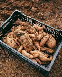 a crate full of freshly dug potatoes sitting on the ground with dirt in the background