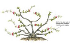 a drawing of a tree with red flowers and green leaves on it's branches