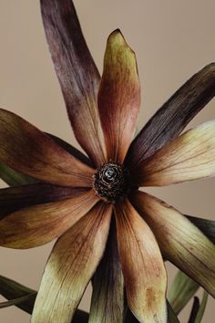 a large flower with brown and yellow petals