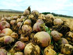 a pile of freshly dug up turnips in a field