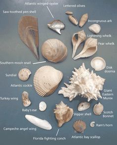 an assortment of seashells displayed on a gray surface with labels describing the names