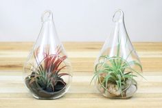 two glass vases filled with plants on top of a wooden table next to each other