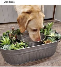 a dog eating food out of a metal bowl with succulents in it