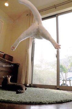 a cat laying on top of a rug in front of a window