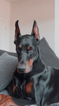 a black and brown dog laying on top of a bed next to a gray pillow