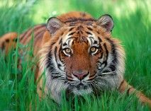 a tiger is laying in the tall green grass and looking at the camera with an intense look on its face