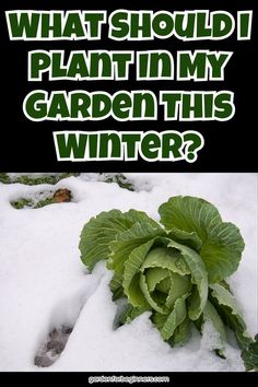 A cabbage plant partially buried in snow in a cold-weather garden. Seasonal Planting Guide, Seasonal Gardening, Planting Guide, Best Plants, Hardy Plants