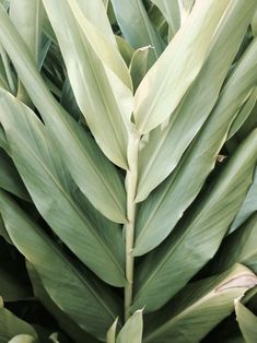 large green leaves are shown in close up